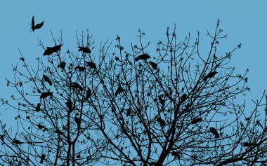 Ağaçtaki bir karga silueti