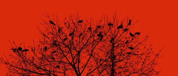 Silueta de un cuervo sobre un árbol — Foto de Stock