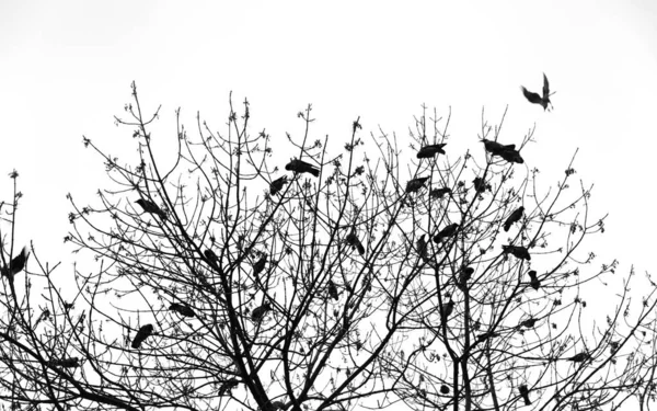 Silhouet van een kraai op een boom — Stockfoto