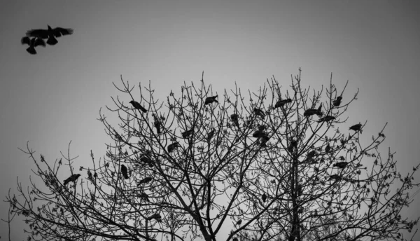 Sagoma di un corvo su un albero — Foto Stock