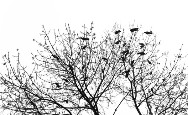 Silhouet van een kraai op een boom — Stockfoto