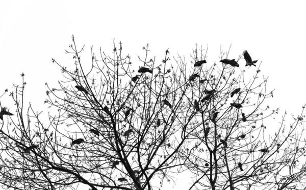 Silueta de un cuervo sobre un árbol — Foto de Stock
