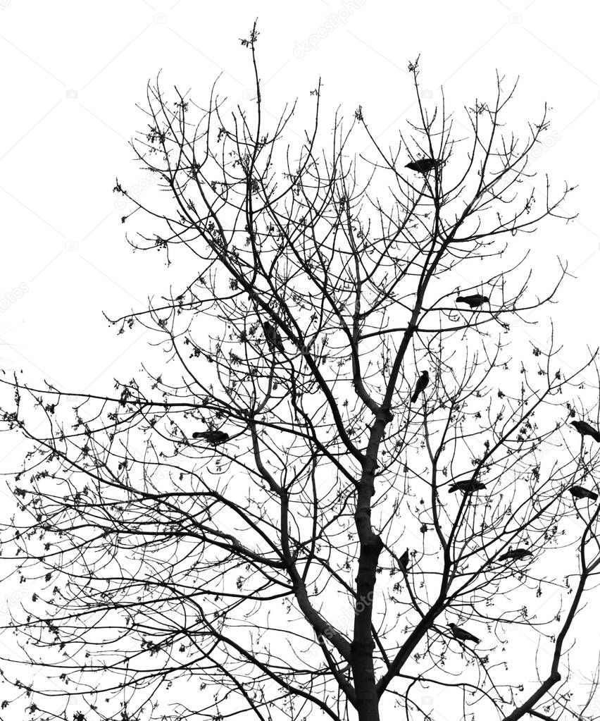 Silhouette of a crow on a tree
