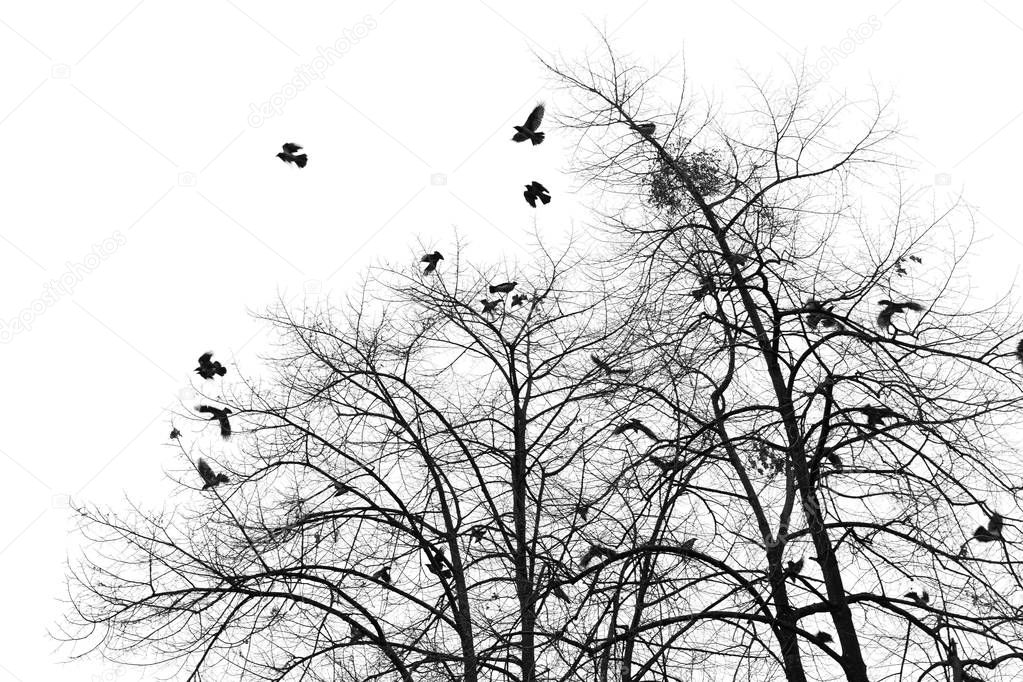 Silhouette of a crow on a tree