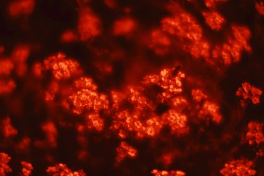 Kırmızı tonda küçük çiçekler.