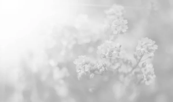 Fondo de flores pequeñas en tonalidad gris claro — Foto de Stock