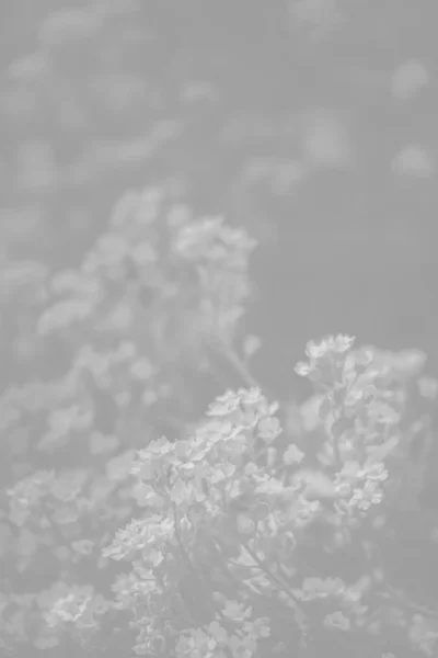 Fondo de flores pequeñas en tonalidad gris claro — Foto de Stock
