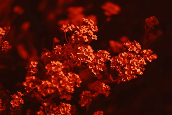 Kis virágok drámai vörös tónusban — Stock Fotó
