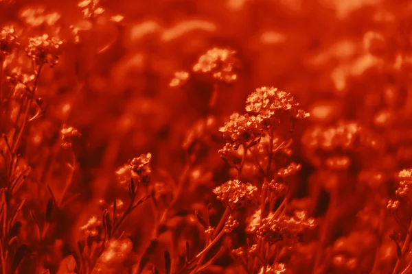 Маленькие цветы драматическим красным тоном — стоковое фото