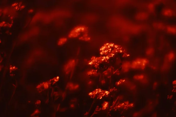 극적 인 붉은 색조의 작은 꽃들 — 스톡 사진