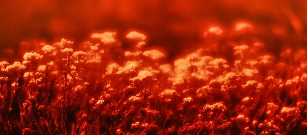 Małe kwiaty w dramatycznym czerwonym tonie — Zdjęcie stockowe
