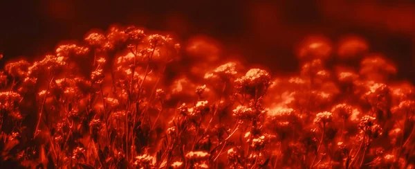 Μικρά λουλούδια σε ένα δραματικό κόκκινο τόνο — Φωτογραφία Αρχείου