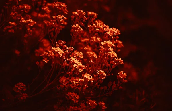Маленькі квіти в драматичному червоному тоні — стокове фото