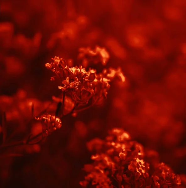 Маленькі квіти в драматичному червоному тоні — стокове фото