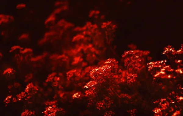 Malé květy dramatickým červeným tónem — Stock fotografie