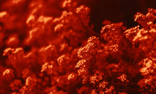 Μικρά λουλούδια σε ένα δραματικό κόκκινο τόνο — Φωτογραφία Αρχείου