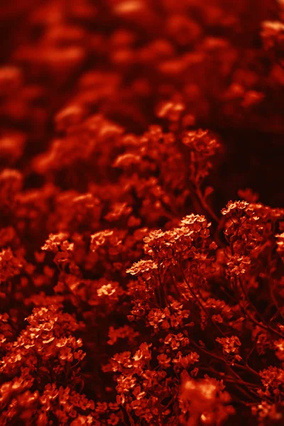 Små blommor i en dramatisk röd ton — Stockfoto