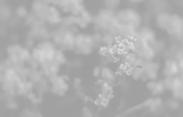 Fondo de flores pequeñas en tonalidad gris claro —  Fotos de Stock