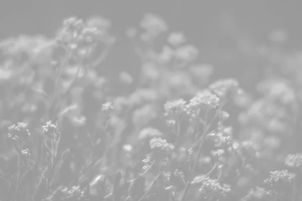 Fondo de flores pequeñas en tonalidad gris claro —  Fotos de Stock