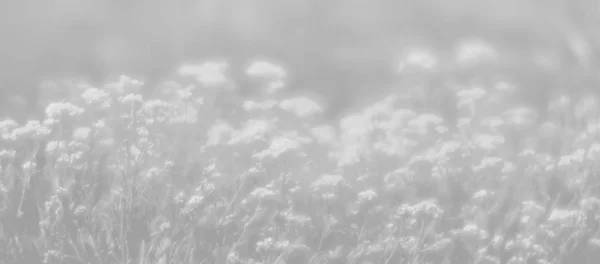 薄灰色の扁平な背景の小さな花 — ストック写真