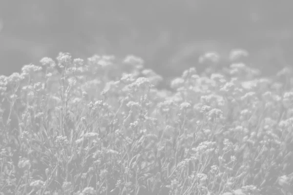 Små blommor bakgrund i ljusgrå tonalitet — Stockfoto