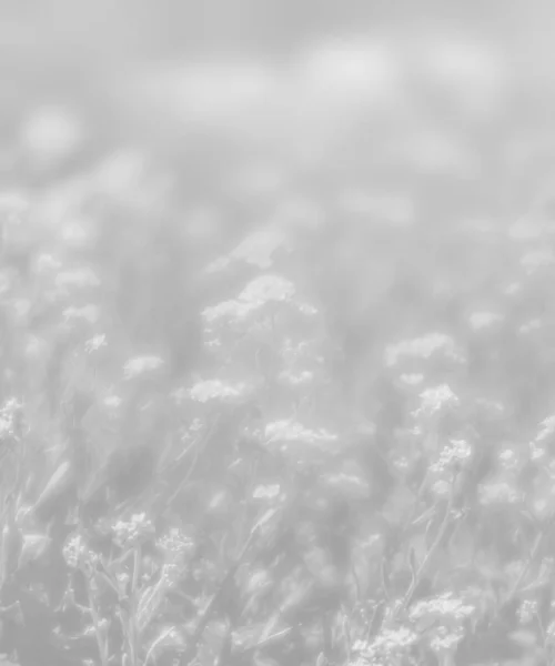 Små blommor bakgrund i ljusgrå tonalitet — Stockfoto