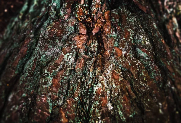Schors van de pijnboom-boom — Stockfoto