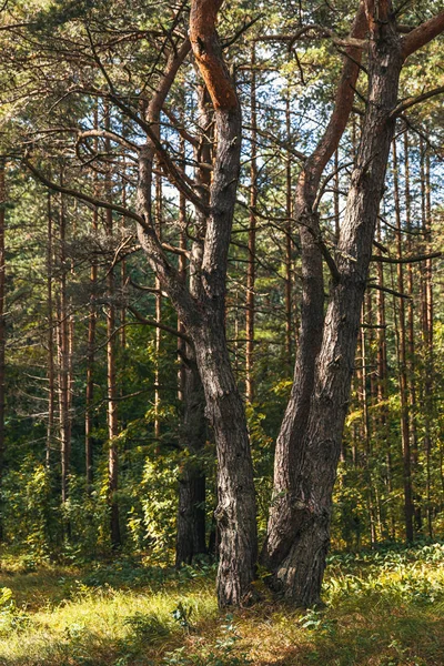 Сосни в лісі — стокове фото