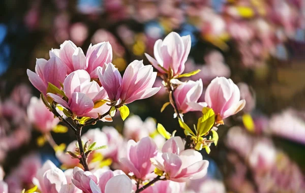 Magnolia tree blossom — Stock Photo, Image