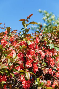 Japonca Ayva çiçek