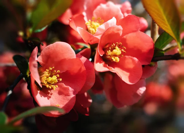 Japanese quince flowers — Stock Photo, Image