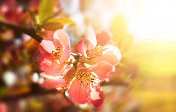 Flores de marmelo japonês — Fotografia de Stock