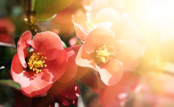 Flores japonesas de membrillo —  Fotos de Stock