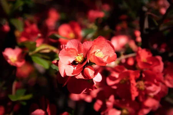 Quince japonské květiny — Stock fotografie