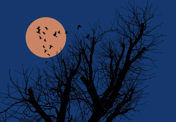 Silhouetten van bomen in de avond — Stockfoto