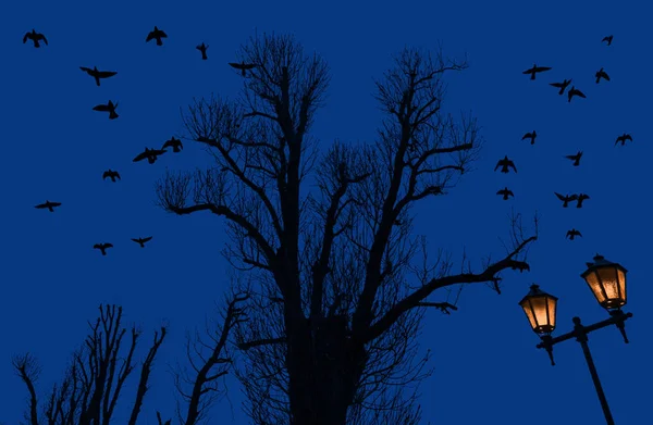 Silhouette di alberi di sera — Foto Stock