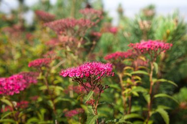 Doğa geçmişi konsepti. Yaz bahçesinde çiçek açan Japon Spiraea 'sı. Spiraea Japonica Genpei (Shirobana), Rosaceae familyasından bir bitki türü.