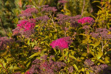 Doğa geçmişi konsepti. Yaz bahçesinde çiçek açan Japon Spiraea 'sı. Spiraea Japonica Genpei (Shirobana), Rosaceae familyasından bir bitki türü.