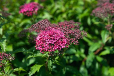 Doğa geçmişi konsepti. Yaz bahçesinde çiçek açan Japon Spiraea 'sı. Spiraea Japonica Genpei (Shirobana), Rosaceae familyasından bir bitki türü.