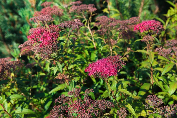 Természet Háttér Koncepció Virágzó Japán Spirea Nyári Kertben Spiraea Japonica — Stock Fotó