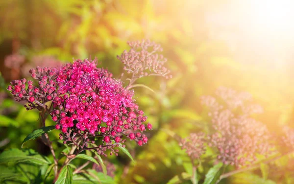Doğa Geçmişi Konsepti Yaz Bahçesinde Çiçek Açan Japon Spiraea Spiraea — Stok fotoğraf