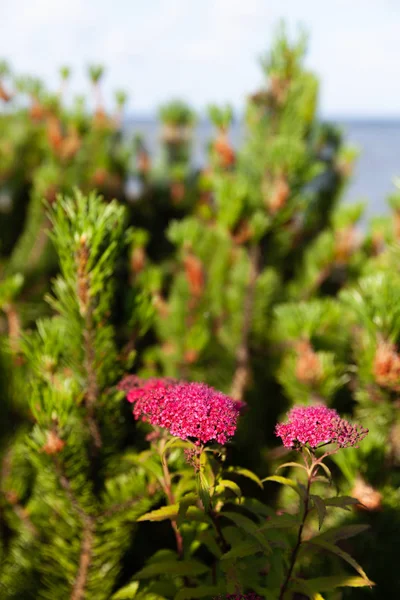 Doğa Geçmişi Konsepti Yaz Bahçesinde Çiçek Açan Japon Spiraea Spiraea — Stok fotoğraf