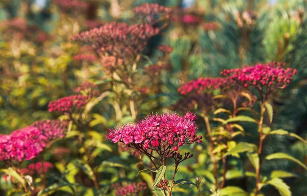 Természet Háttér Koncepció Virágzó Japán Spirea Nyári Kertben Spiraea Japonica — Stock Fotó