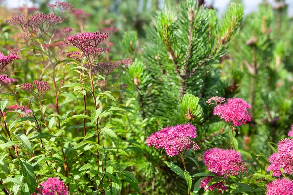 Természet Háttér Koncepció Virágzó Japán Spirea Nyári Kertben Spiraea Japonica — Stock Fotó