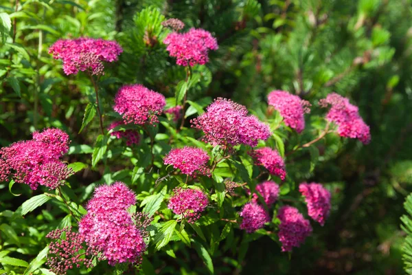 Természet Háttér Koncepció Virágzó Japán Spirea Nyári Kertben Spiraea Japonica — Stock Fotó