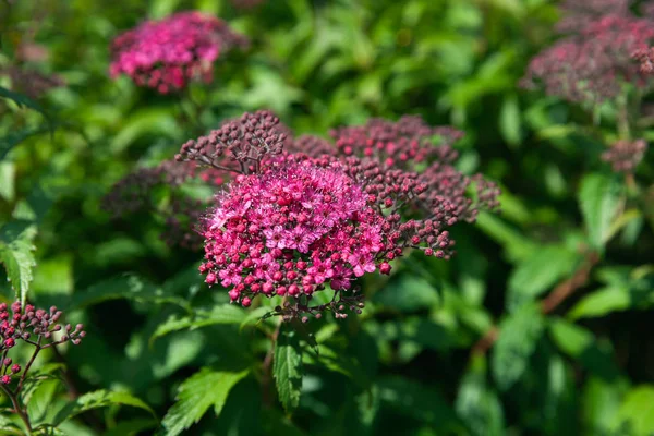 Konsep Alam Latar Belakang Berkembang Spiraea Jepang Kebun Musim Panas — Stok Foto