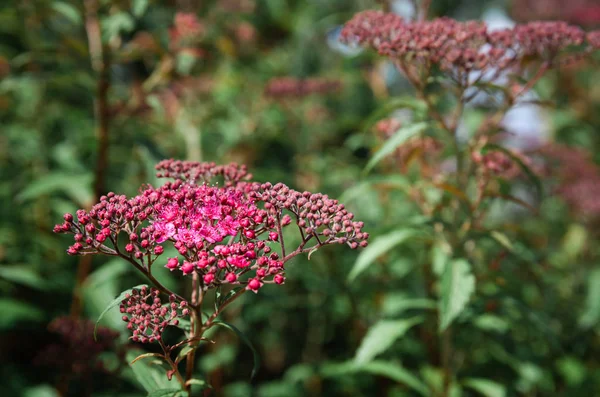 Természet Háttér Koncepció Virágzó Japán Spirea Nyári Kertben Spiraea Japonica — Stock Fotó