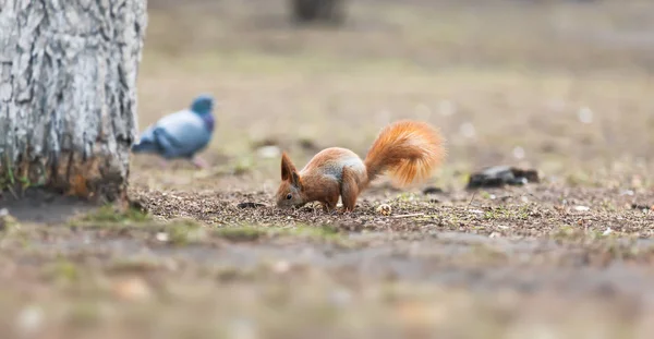 Eichhörnchen Park Eichhörnchen Boden Eichhörnchen Natur Ansicht — Stockfoto