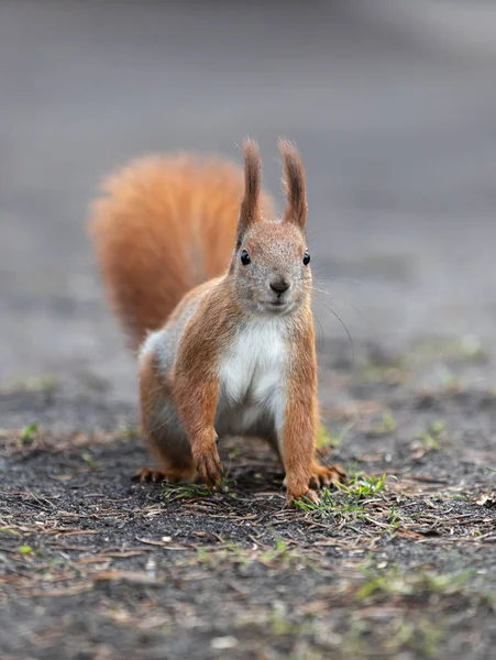 Eichhörnchen Park Eichhörnchen Boden Eichhörnchen Natur Ansicht — Stockfoto