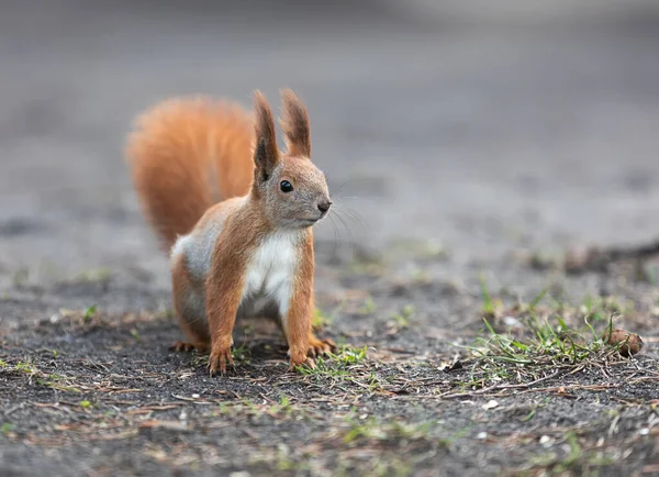 Eichhörnchen Park Eichhörnchen Boden Eichhörnchen Natur Ansicht — Stockfoto